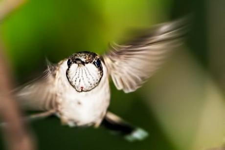 Female-Ruby-throated-Hummingbird-in-Flight