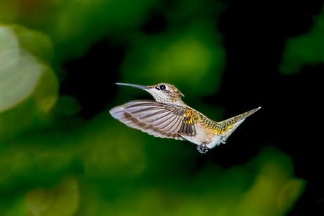 Female-Ruby-throated-Hummingbird-in-Flight-2