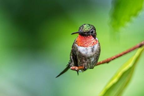 Male-Ruby-throated-Hummingbird-11