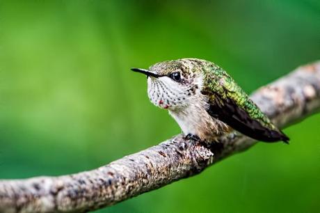 Female-Ruby-throated-Hummingbird-10