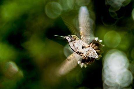 Female-Ruby-throated-Hummingbird-in-Flight-4