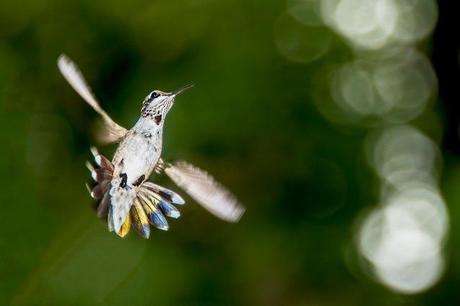Female-Ruby-throated-Hummingbird-in-Flight-3
