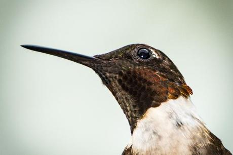 Ruby-throated-Hummingbird-Up-Close