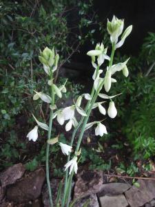 Galtonia - such an elegant plant