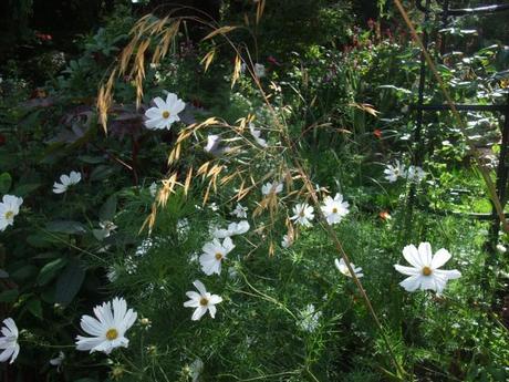 White Cosmos looking wonderful behind Stipa Gigantica