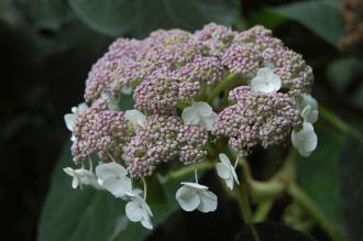 Hydrangea sargentiana Flower (27/07/2013, Kew Gardens, London)