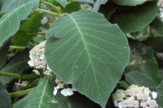 Hydrangea sargentiana Leaf (27/07/2013, Kew Gardens, London)