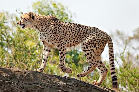 Namibia is home to the world's largest population of cheetahs.