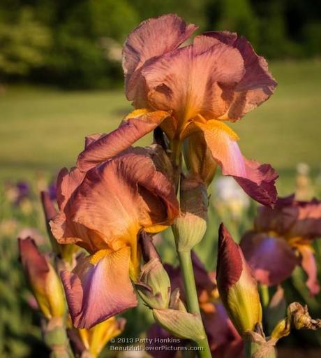 Three Oaks Bearded Iris © 2013 Patty Hankins