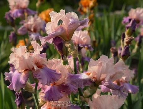 Indian Summer Bearded Irises © 2013 Patty Hankins