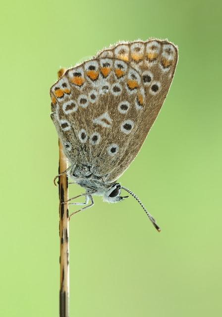 Polyommatus icarus, Argus bleu , Common Blue