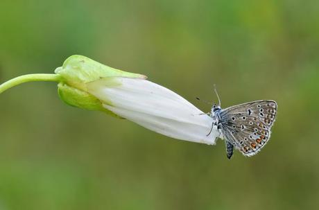 Polyommatus icarus, Argus bleu , Common Blue