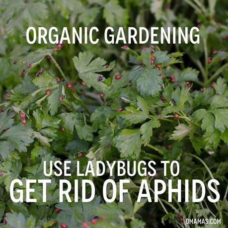 getting rid of aphids / omamas.com