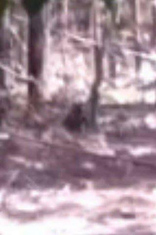 Interesting photo of a purported baby Bigfoot.