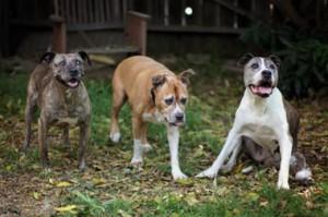 Old dogs, from left to right, Gabby, 10, Duval, 14, and Sunny, 17, in Los Angeles