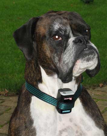 dog anti-barking collar