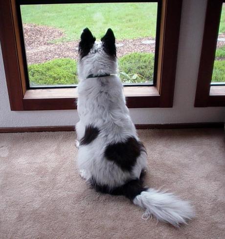 dog looking out