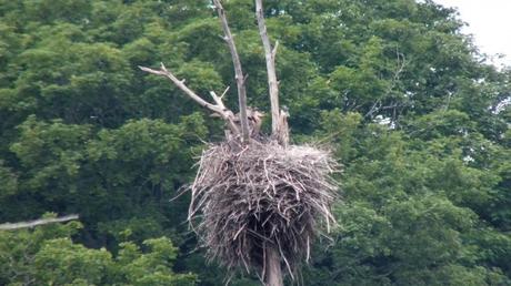 five Great Blue Herons in nest, oxtongue lake rookery, ontario
