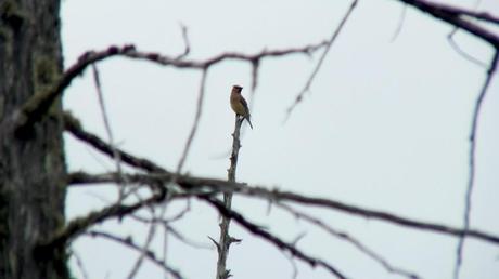 Cedar Waxwing, sits atop tree, oxtongue lake heron rookery, ontario