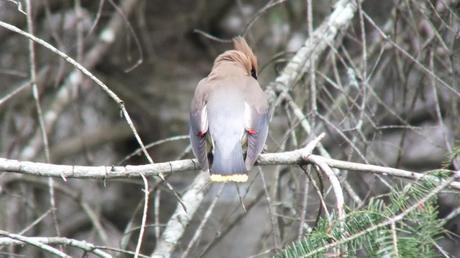 Cedar Waxwing, back and tail, oxtongue lake heron rookery, ontario