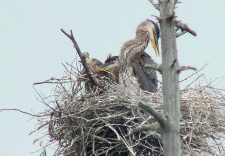 Great Blue Herons with baby , Oxtongue lake, Ontario