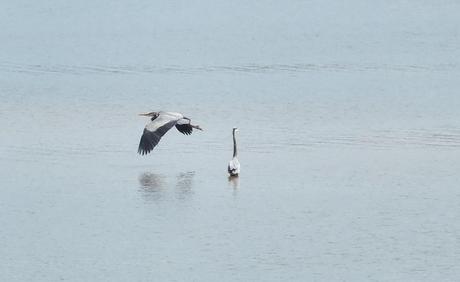 Great Blue Heron flies past Blue Heron that is fishing -- Cootes Paradise Swamp - Burlington - Ontario