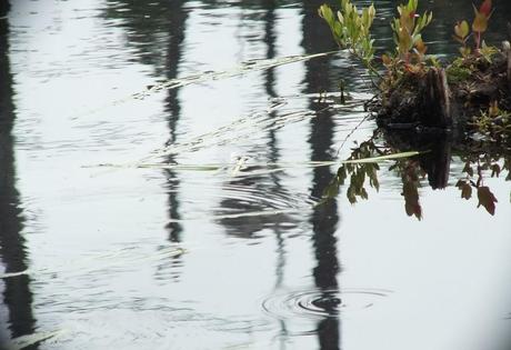 rain drops on swamp water, oxtongue lake, ontario