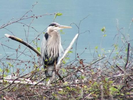 Great Blue Heron, Oxtongue lake, Ontario