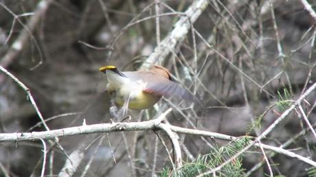 Cedar Waxwing, takes flight in a flash of color, oxtongue lake heron rookery, ontario