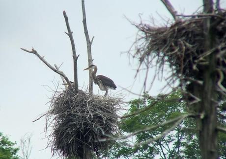 Great Blue Heron stands in nest, Oxtongue lake, Ontario