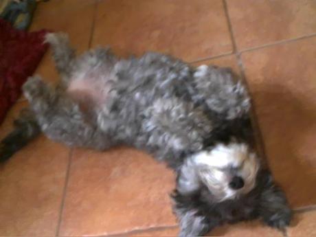 Gray, fuzzy dog lying on her back, feet up in the air.