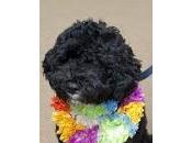 Bark Obama's Bulletin: Sunny Some