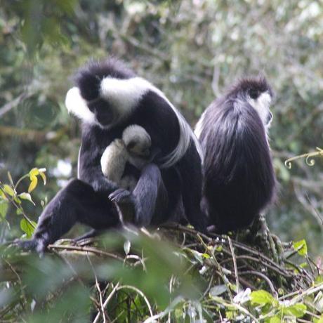 Baby colobus monkey getting a hug from dad in Nyungwe National Park, Rwanda