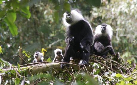Two colobus baby monkeys playing together in Nyungwe Forest, Rwanda