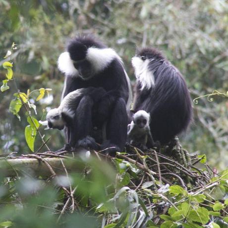 Mother and father colobus monkeys caring for 2 baby monkeys in Rwanda
