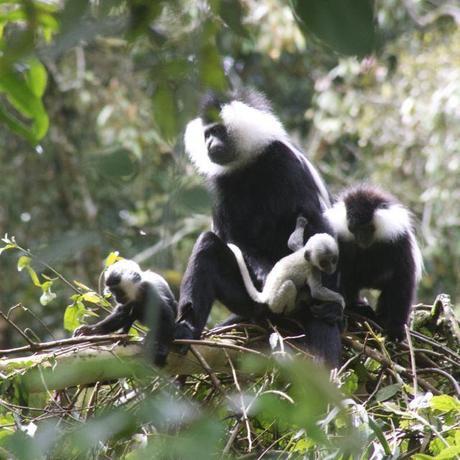 2 colobus baby monkeys staying close to their mom and dad in Nyungwe Forest, Rwanda