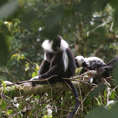 Baby colobus monkey playing hide and seek in Nyungwe Forest, Rwanda