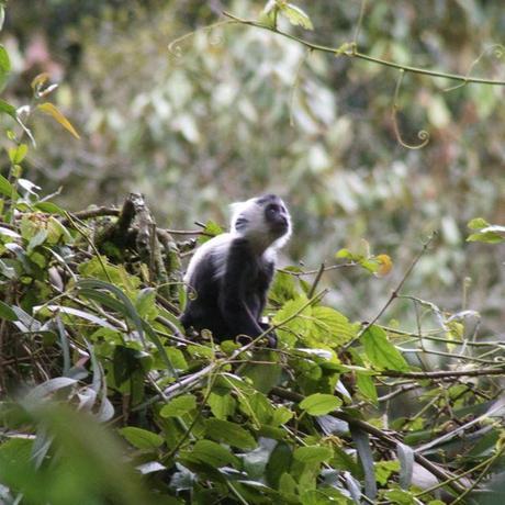 Baby colobus monkey looking up in Nyungwe Forest, Rwanda
