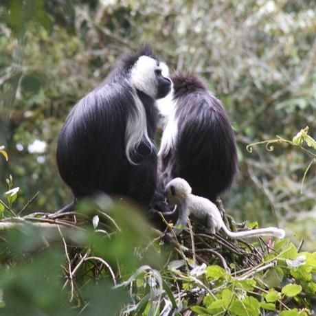 Colobus monkey that is only 1 month old - seen in Nyungwe Forest in Rwanda