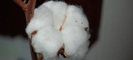 Cotton fibres represent the purest natural form of cellulose, containing more than 90% of this polysaccharide.