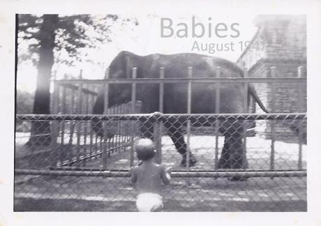 baby elephant aug 1947 copy1