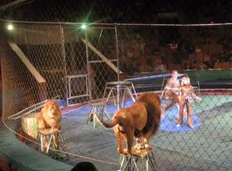 Circus Lions Decide They’re Not Going to Take It Anymore