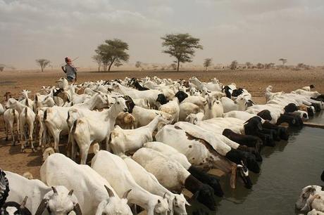 Oxfam Goats Kenya
