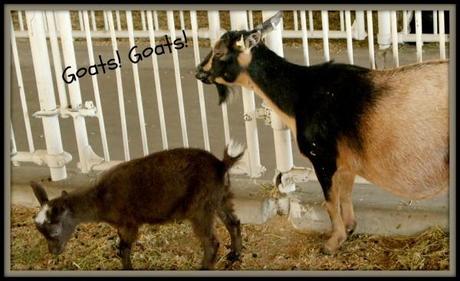 goatsgoats