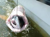 Amazing Photo Shows Shark Swallowed Another