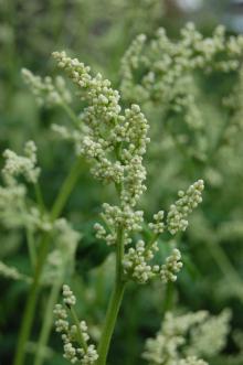 Artemisia lactiflora Flower (27/07/2013, Kew Gardens, London)