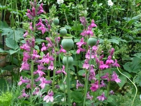  lobelia speciosa x pink elephant in flower