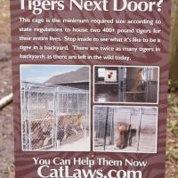 Big Cat Rescue in Tampa, FL - A Sanctuary for the Abused ...