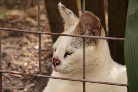 White Serval Big Cat Rescue