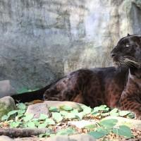 Saber black leopard_Big_Cat_Rescue